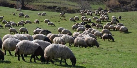 Ardahan'da Hayvancılığa 15 Milyon Liralık Destek Mera Altyapısının Geliştirilmesi Projesi Başladı