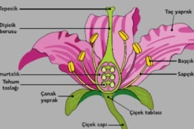 bitkilerde-ureme-organlari.jpg