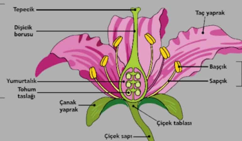 bitkilerde-ureme-organlari.jpg