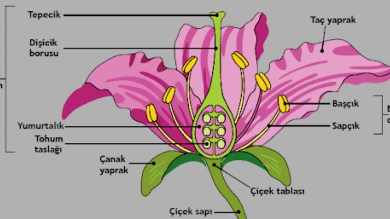 bitkilerde-ureme-organlari.jpg