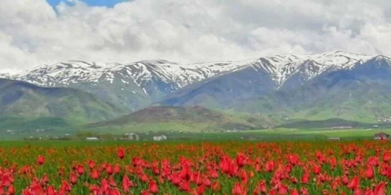 Muş İli ve İlçeleri: Tarih, Kültür ve Ekonomiyle Dolu Detaylı Rehber!